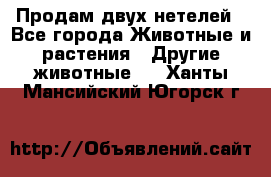 Продам двух нетелей - Все города Животные и растения » Другие животные   . Ханты-Мансийский,Югорск г.